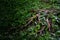 The magical roots of the old oak tree under the green grass. Deep dark forest.