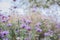 Magical spring purple flower field