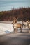 Magical sturdy reindeer walks with his pack along a road in Lapland, Finland. Scandinavian animal. Cute Santa Claus pet. Rangifer