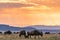 Magical sunrise view Wildebeest grazing wilderness grassland savannah in the Maasai Mara National Game Reserve park rift valley Na