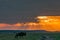 Magical sunrise wildebeest walking sunrays light burst into the cloud on the savannah grasslands at the Maasai Mara National Game