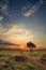 Magical sunset in Africa with a lone tree on a hill and louds