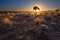 Magical sunset in Africa with a lone tree on a hill and louds