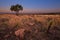 Magical sunset in Africa with a lone tree on a hill and louds