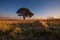 Magical sunset in Africa with a lone tree on hill and no clouds