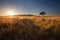 Magical sunset in Africa with a lone tree on hill and no clouds