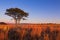 Magical sunset in Africa with a lone tree on hill and thin cloud