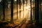 Magical sunset in the forest with the sun\\\'s rays penetrating through the trees