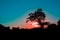 Magical tropical sunset. Tree silhouette on romantic African savannah vacation landscape.