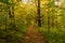 Magical tunnel and pathway through a thick forest glowing by sunlight. The path framed by bushes. Dramatic and gorgeous scene