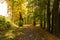 Magical tunnel and pathway through a thick forest glowing by sunlight. The path framed by bushes. Dramatic and gorgeous scene