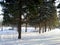 Magical view of the forest and trees in winter with church and sky