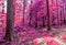 Magical view into an infrared forest shout with purple and pink leaves