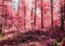 Magical view into an infrared forest shout with purple and pink leaves