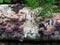 Magical violet timber fungus mushroom on birch