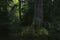 Magical white flowers at the base of the pine tree in dark virgin forest