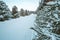 Magical winter landscape in Norway. beautiful skiing tracks in the forest with snow covered spruce trees