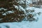 Magical winter landscape in Norway. beautiful skiing tracks in the forest with snow covered spruce trees