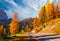 Magical yellow larches along scenic roadway in Dolomite Alps. Selva di Val Gardena, Italy