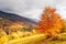 Magical yellow trees glowing in the sun. Wonderful unusual and beautiful scene. Tourist attraction. Location Carpathian