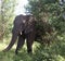 Magical Zimbabwe Elephant Encounter