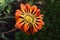 Magically beautiful flower of Gazania (Gazania rigens) illuminated by the sun