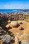 Magnetic stones, ahu Te Pito Kura, easter island