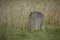 A Magnetic Termite Mound in Australia