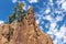 Magnetic termite mound, house for termites insects. Tree on top of the mound, clouds at background. Picture from below. Editing