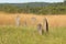 Magnetic termite mounds