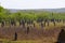 Magnetic Termite Mounds