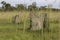 Magnetic Termite Mounds in Australia