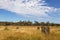 Magnetic termite mounds growing on a dry field, orientation north south. House for termites insects. Clouds in the sky. Editing