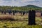 Magnetic termite mounds, Litchfield National Park, Australia