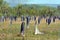 Magnetic Termite Mounds in the Northern Territory of Australia