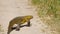 Magnifficent colourful african monitor lizard strolling through grass in wide fields of savanna. Dangerous reptilia