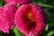 Magnification of tubular petals of a pink flower, daisy - selective focus