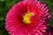 Magnification of tubular petals of a pink flower, daisy - selective focus