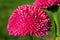 Magnification of tubular petals of a pink flower, daisy - selective focus