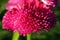Magnification of tubular petals of a pink flower like a pompom, daisy - selective focus