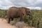 Magnificent African elephant female eating acacia trees