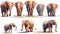 A Magnificent African Elephants Group in on White Background