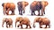 A Magnificent African Elephants Group in on White Background