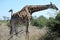 A Magnificent African giraffe with long neck