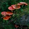 Magnificent amanitas