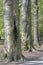 Magnificent ancient beech trees