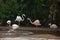 Magnificent Andean flamingos