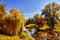Magnificent autumn landscape by the river. Weeping willows over the river on a sunny autumn day with yellow foliage.