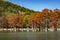 The magnificent autumn red and orange needles of the group of cypresses Taxodium distichum on the lake in Sukko