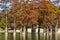 The magnificent autumn red and orange needles of the group of cypresses Taxodium distichum on the lake in Sukko